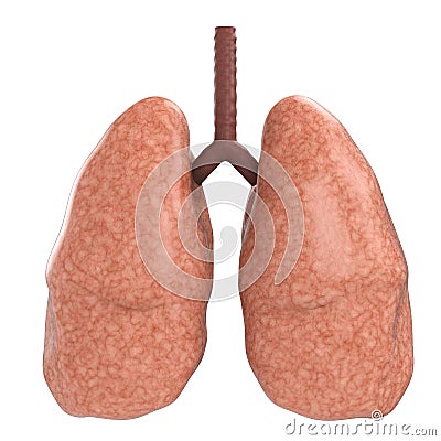 Good lungs Stock Photo