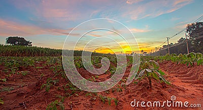 Good moning cassava Stock Photo