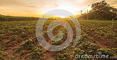 Good moning cassava Stock Photo