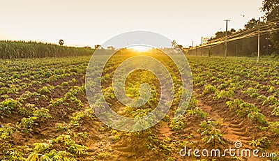 Good moning cassava Stock Photo