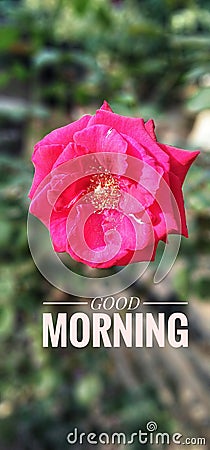 Good morning flower rose red rose rose flower Stock Photo