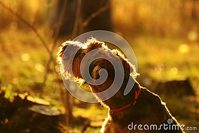 Good morning sunshine, the beginning of a new day Stock Photo