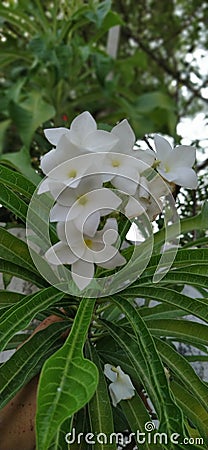 The good small fragrance white Jasmin ,white flowers,beauty in nature Stock Photo