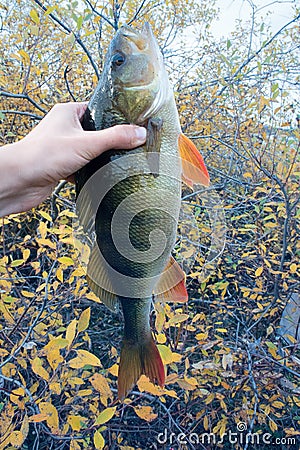Good spining fishing on Northern rivers. Stock Photo