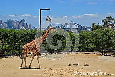 A giraffe surrounded with abundant green trees in Taronga Zoo with Sydney harbour bridge in the background Editorial Stock Photo