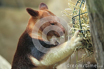 Goodfellow's tree-kangaroo Stock Photo