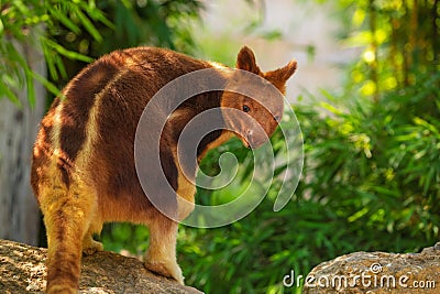 Goodfellow Tree Kangaroo, dendrolagus goodfellowi buergersi Stock Photo