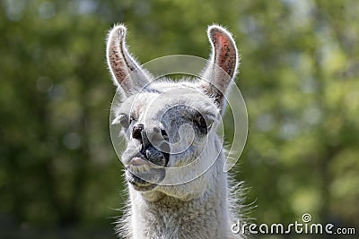 Goofy lama pulling face. Funny llama animal sticking tongue out Stock Photo