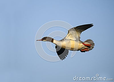 Goosander, Mergus merganser Stock Photo