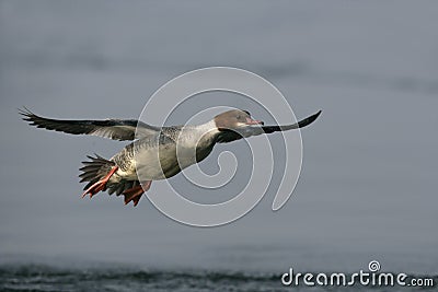 Goosander, Mergus merganser Stock Photo