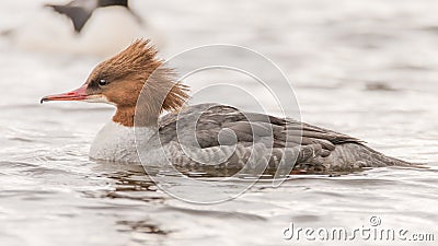 Goosander & x28;Mergus merganser& x29; female swimming Stock Photo