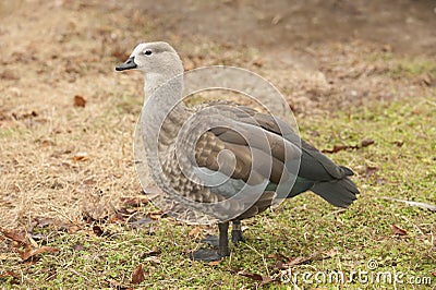 Grey goose is a large goose walking on land Stock Photo