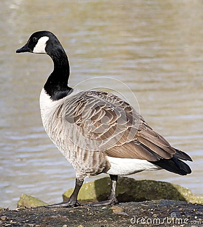 Goose Stock Photo