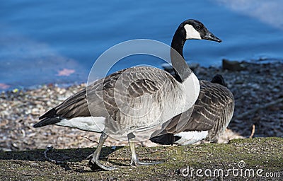 Canadian Goose Stock Photo