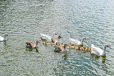 Goose in BacalhÃ´a Buddha Eden, Bombarral, Portugal Stock Photo