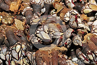 Goose barnacles Stock Photo