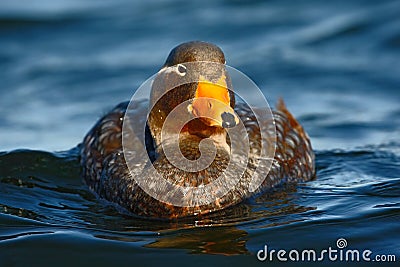 Goose in the blue water. Kelp goose, Chloephaga hybrida, is a member of the duck, goose. It can be found in the Southern part of Stock Photo