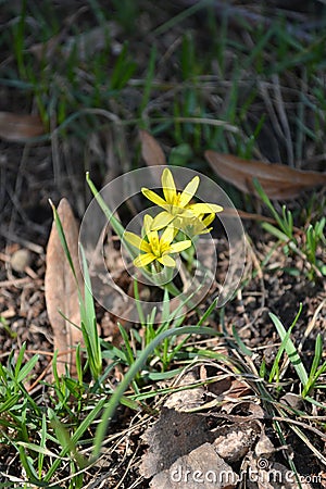 Goose bow or yellow snowdrop Stock Photo