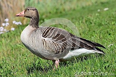 Goose strikes a pose Stock Photo