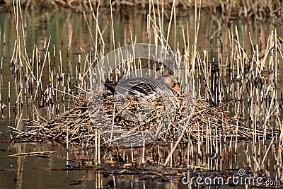 Goose crouches in the nest and breeds Stock Photo