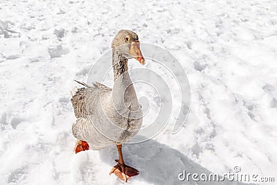 Goose duck walking on snow on rural barnyard in free range poultry farm at winter. poultry farming Stock Photo