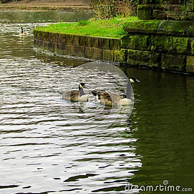 Goose ducks swimming in the pond Stock Photo