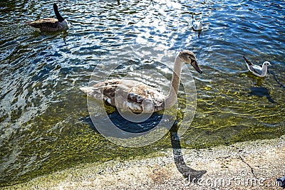 Goose and ducks swimming in St James`s Park Lake in St James`s Park, London, England, UK Stock Photo