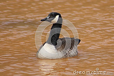 Goose Stock Photo