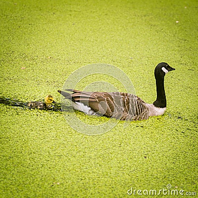 Goose family in the park of London. Bird portrait. Stock Photo