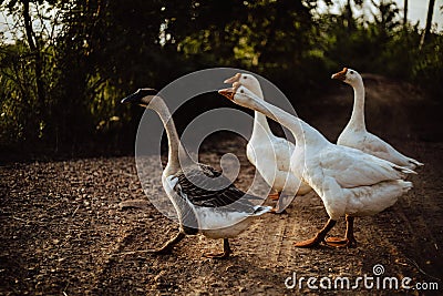 Goose Family Walking in Natural Rice Field Stock Photo