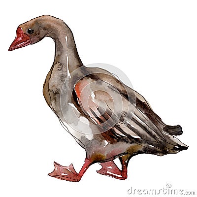 Goose farm animal isolated. Watercolor background illustration set. Isolated goose illustration element. Cartoon Illustration