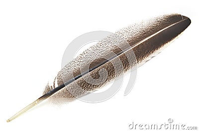Goose feather isolated Stock Photo