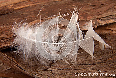 Goose feather Stock Photo