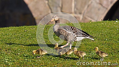 Goose with five goslings on a green meadow - anser anser Stock Photo