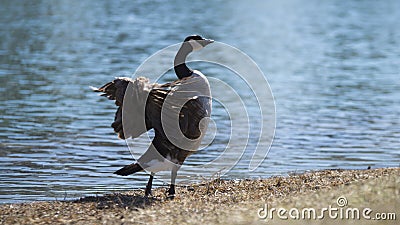 Goose flapping wings by lake Stock Photo