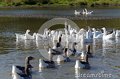 Goose flight with leader. Stock Photo