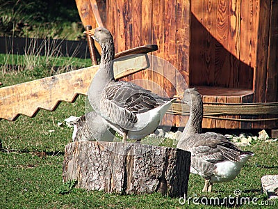 Goose Stock Photo