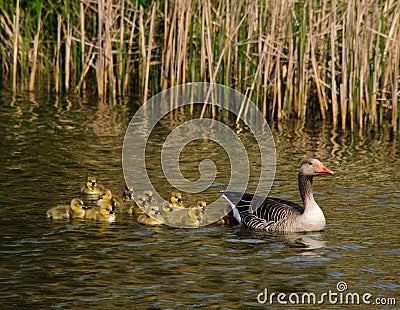 Goose with goslings Stock Photo