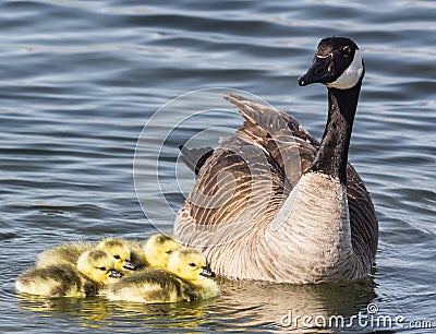 Goose and Goslings Stock Photo