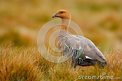Goose in the grass, Chloephaga hybrida, Kelp goose, is a member of the duck, goose. It can be found in the Southern part of South Stock Photo