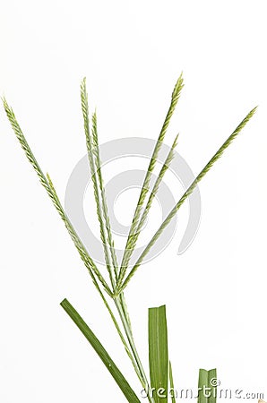 Goose grass, Fore foot grass, Wire grass, Yard grass (Eleusine indica (L.) Gaertn). Stock Photo