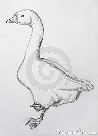 Goose Stock Photo