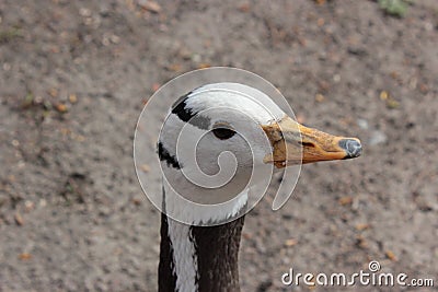 Goose head in the Kiev zoo Editorial Stock Photo