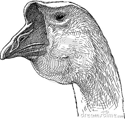 Goose head Vector Illustration