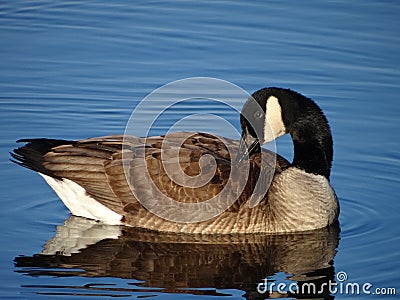 Goose keeps his head on the back Stock Photo