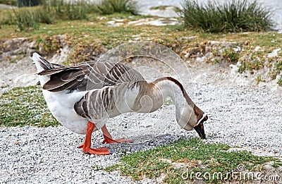 Goose at lake Kournas at island Crete Stock Photo