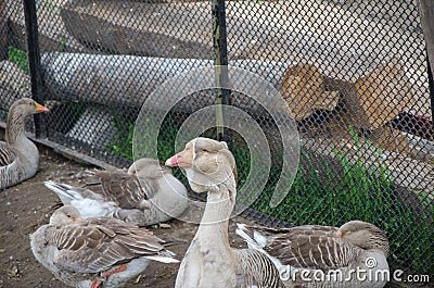 Goose leader and his females locked up Stock Photo