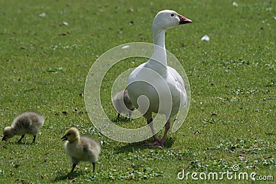 Goose on a leisurely walk along with goslings Stock Photo