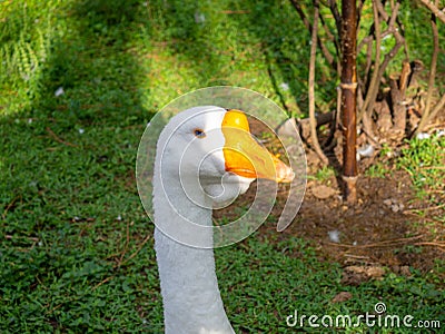 goose looks into the distance. Bird's eye. Goose head close-up. Bird corner in the park. Batumi garden Stock Photo