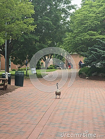 A Goose outside the Prospector Building at UNC Charlotte Editorial Stock Photo